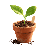 Young seedling in a terracotta pot