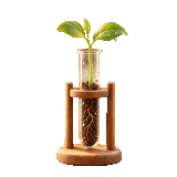 Seedling growing in a lab test tube